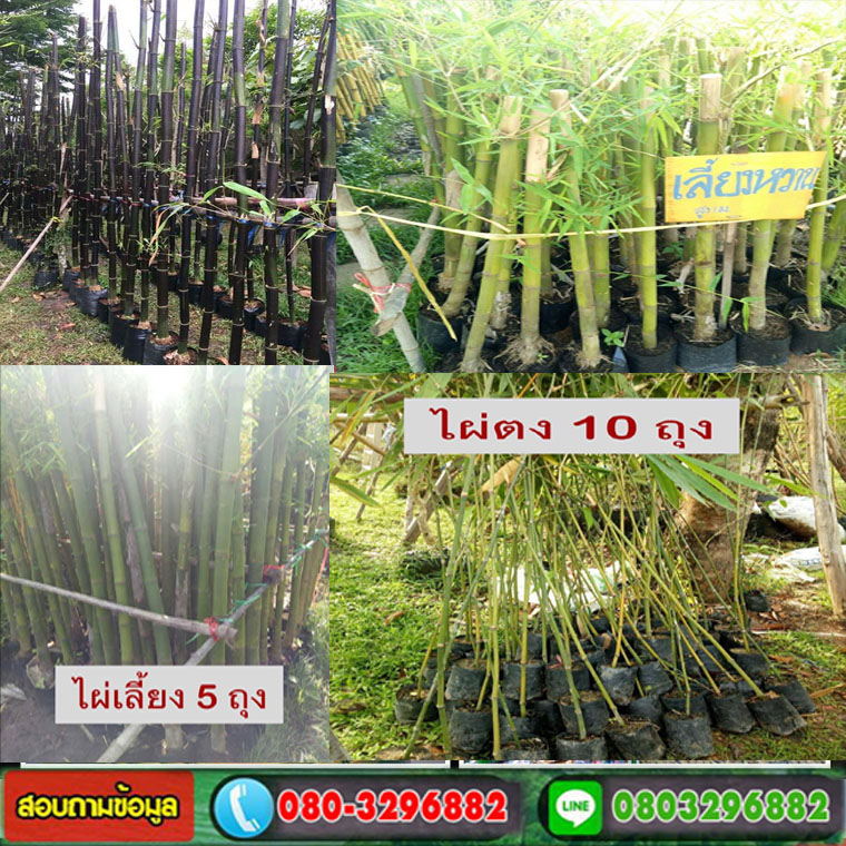 ขายส่งพันธุ์ไม้ผลอำเภอเมือง ราชบุรี