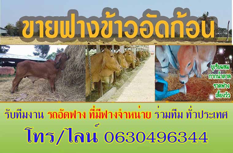 ขายปุ๋ยคอกเกษตรนวมินทร์