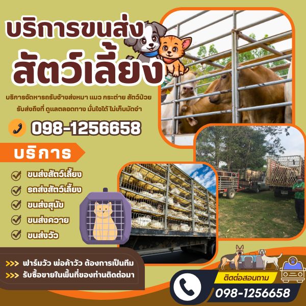 ตลาดวัวอำเภอโคกศรีสุพรรณ